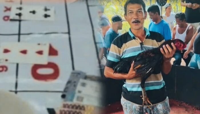 Polsek Binjai Barat Diduga Pelihara Judi Dadu dan Sabung Ayam Milik “Cabak”, Warga Resah